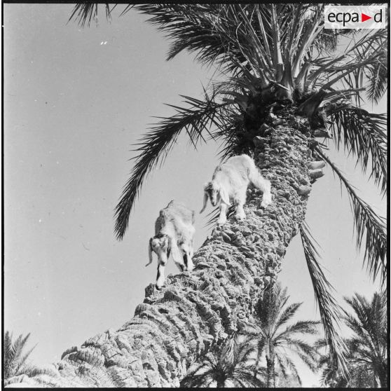 Bône. Des chèvres sur le tronc d'un palmier.