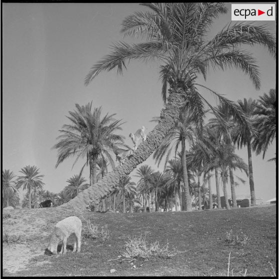 Bône. Des chèvres sur le tronc d'un palmier.