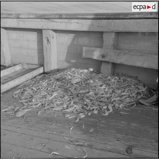 Alger. Port. Les crevettes pêchées.