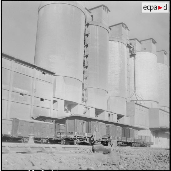 Saint-Lucien. CADO (ciments artificiels d'Oranie). Chargement du ciment sur wagons.