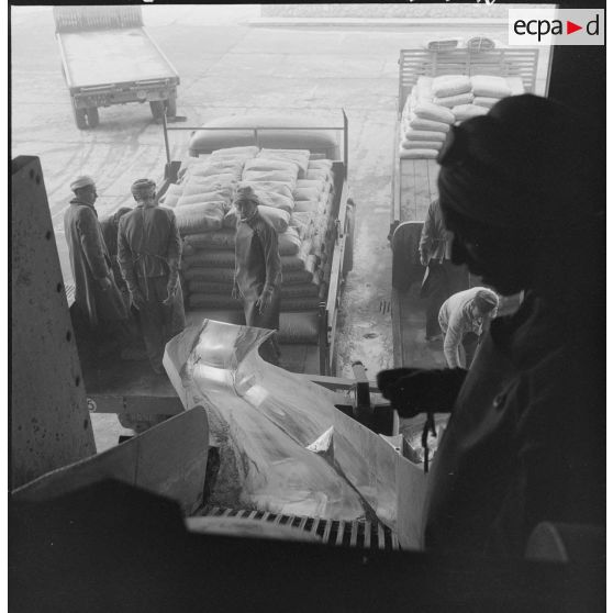 Saint-Lucien. CADO (ciments artificiels d'Oranie). Chargement des sacs dans des camions.