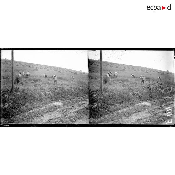 Les soldats territoriaux faisant la moisson. [légende d'origine]
