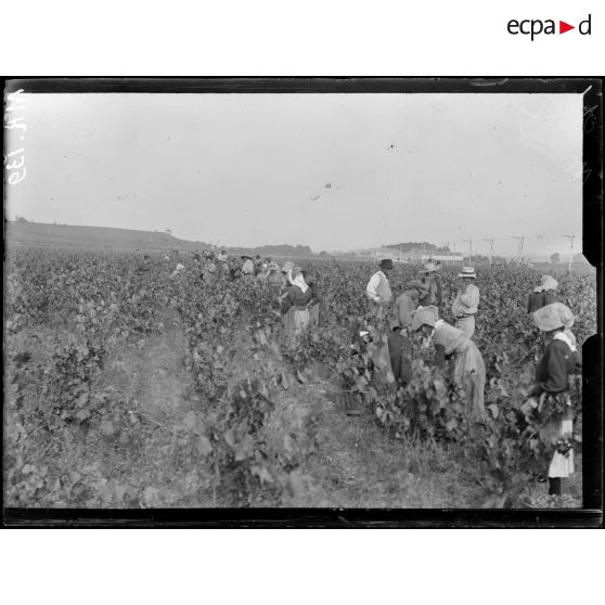 Béziers. Hérault. Les vendanges : le vin de la guerre. Les vendengeuses. [légende d'origine]