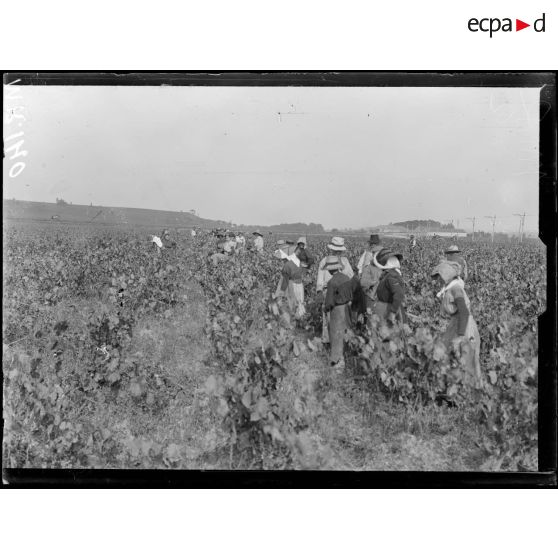 Béziers. Hérault. Les vendanges : le vin de la guerre. Les vendengeuses. [légende d'origine]