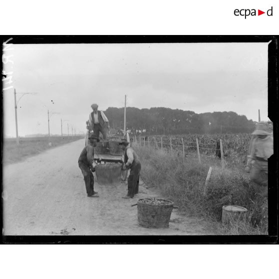 Béziers. Hérault. Les vendanges : le vin de la guerre. Transport du raisin cueilli. [légende d'origine]