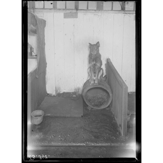 Saint-Cyr, Seine-et-Oise, le chenil. [légende d'origine]