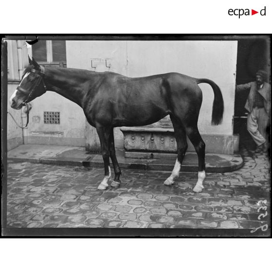 Paris, le cheval d'officier. [légende d'origine]