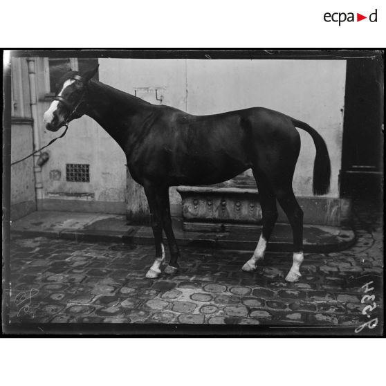 Paris, le cheval d'officier. [légende d'origine]