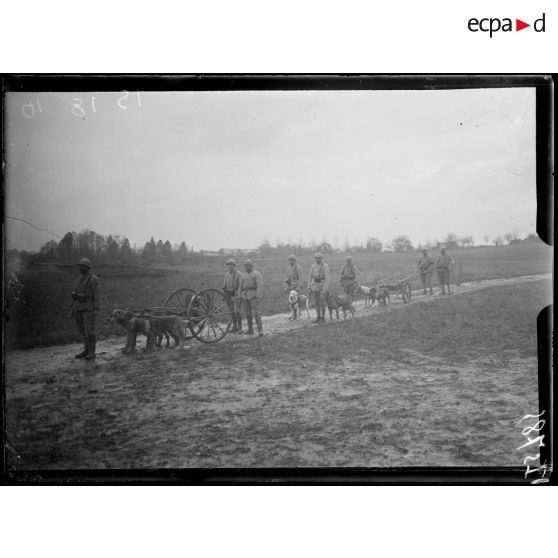Fismes, Marne, artillerie de tranchée trainée par des chiens. [légende d'origine]