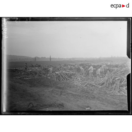 Breuil, Marne. Kabyles chargeant du bois. [légende d'origine]