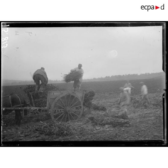 Pourcy près de Nanteuil-la-Fosse (Marne). Exploitation forestière. On comble les ornières avec des fascines. [légende d'origine]