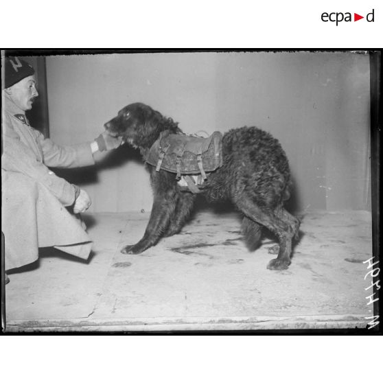 Paris, jardin d'Acclimatation. Chenil militaire, harnachements. Les harnais sur les chiens. [légende d'origine]
