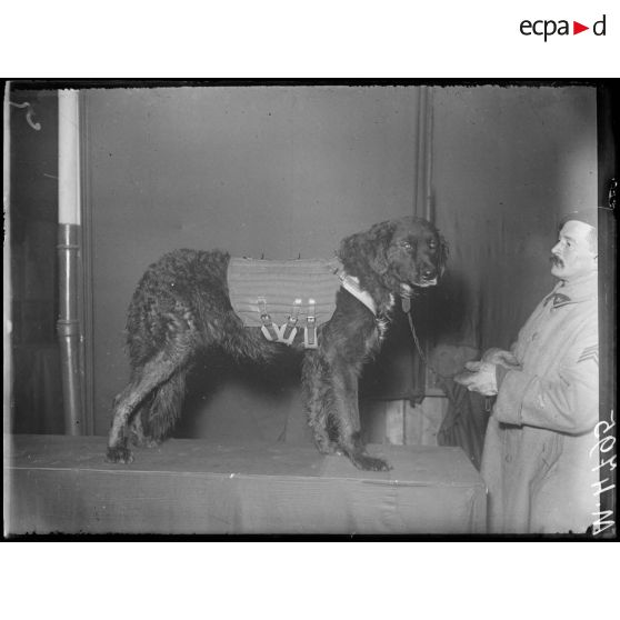 Paris, jardin d'Acclimatation. Chenil militaire, harnachements. Les harnais sur les chiens. [légende d'origine]