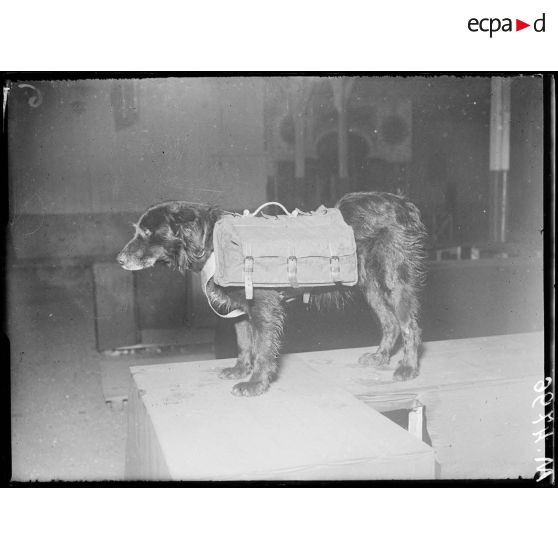 Paris, jardin d'Acclimatation. Chenil militaire, harnachements. Sacoche pour munitions de canon de 37 mm sur le chien. [légende d'origine]