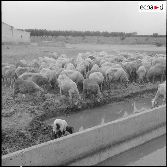 Vue d'un troupeau à l'abreuvoir.