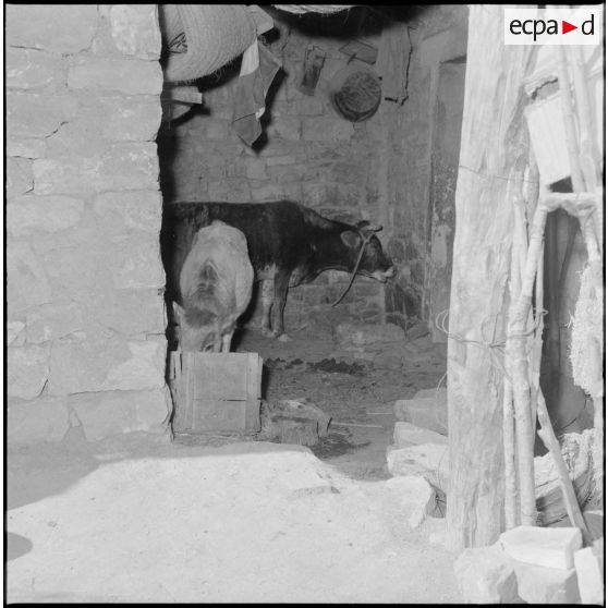 Une étable à l'intérieur d'une maison.