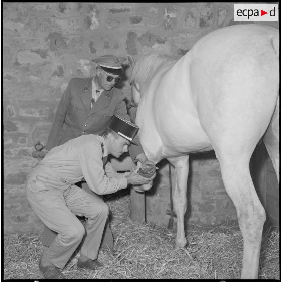 Le vétérinaire vérifie l'état des sabots d'un cheval.