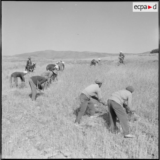 Les ouvriers, moissonnant à la main.
