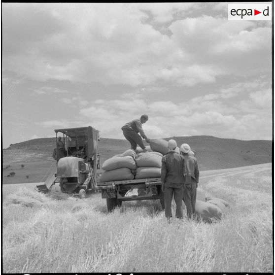 Chargement des sacs de blé, sur une remorque.