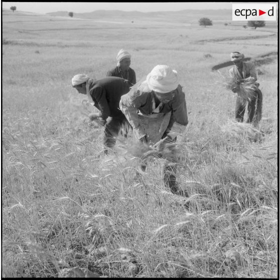 Les ouvriers, moissonnant à la main.