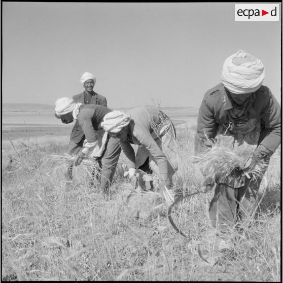 Les ouvriers, moissonnant à la main.