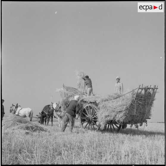 Chargement d'une charrette.