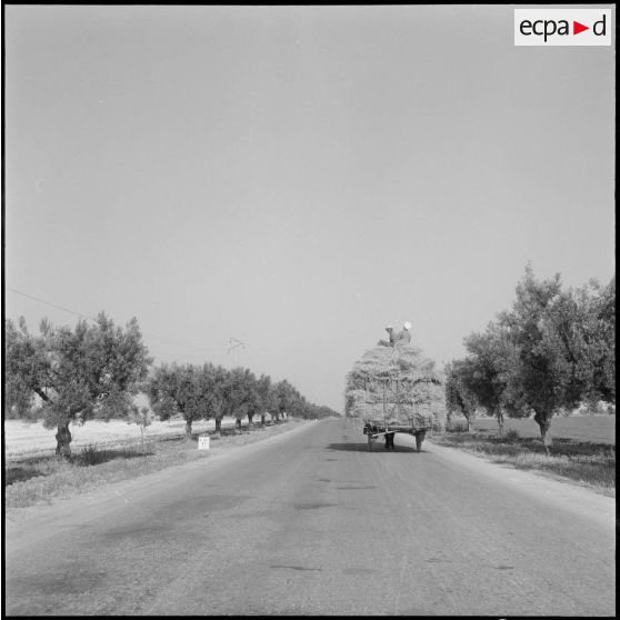 Charette de blé, rentrant au village.