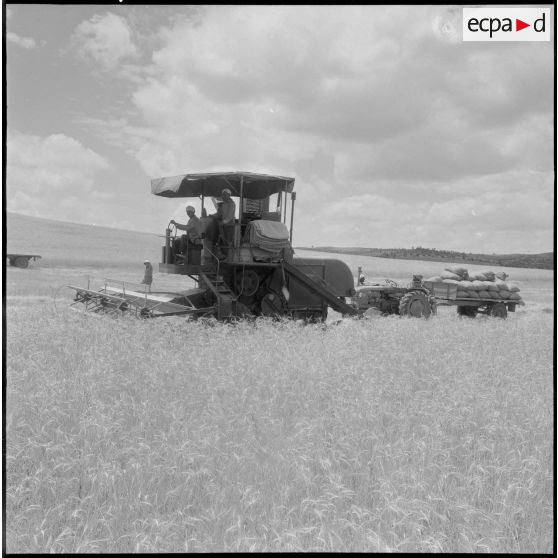 Les ouvriers, travaillant avec la moissonneuse-batteuse.