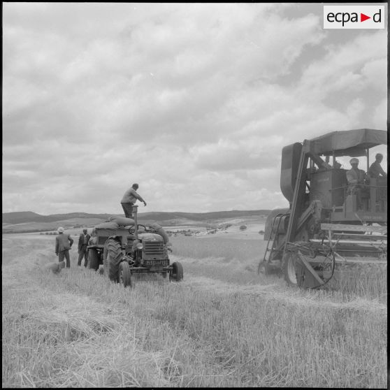 Les ouvriers, travaillant avec la moissonneuse-batteuse.