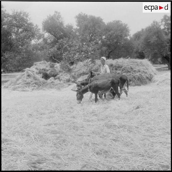 Les ânes piétinants, la récolte de céréales pour en retirer le grain.