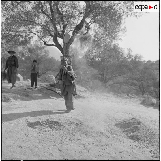 Récolte de pois chiche.