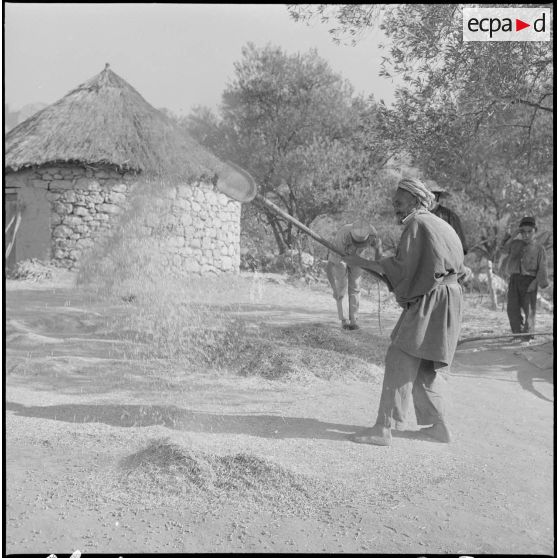Récolte de pois chiche.