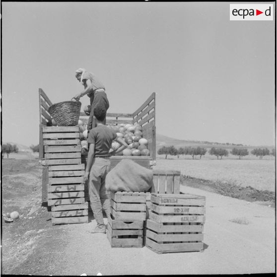 Exploitation de la pastèque dans les Souhalias.