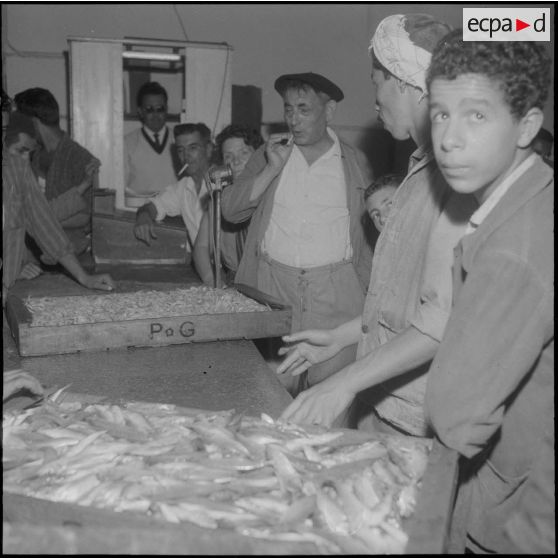 La criée. Les casiers de poissons sont vendus aux enchères aux particuliers.