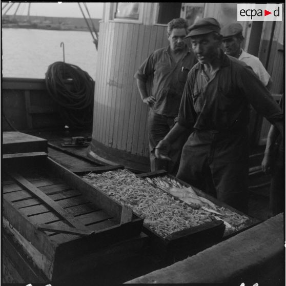 Le chalut est relevé, son contenu est déversé sur le port puis trié.