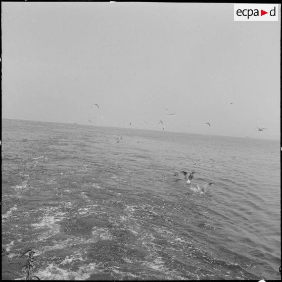 Sillage. Les déchets rejetés à la mer donnent une excellente nourriture aux mouettes qui suivent le chalutier.