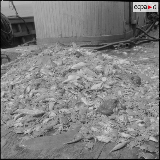 Le chalut est relevé, son contenu est déversé sur le port puis trié.