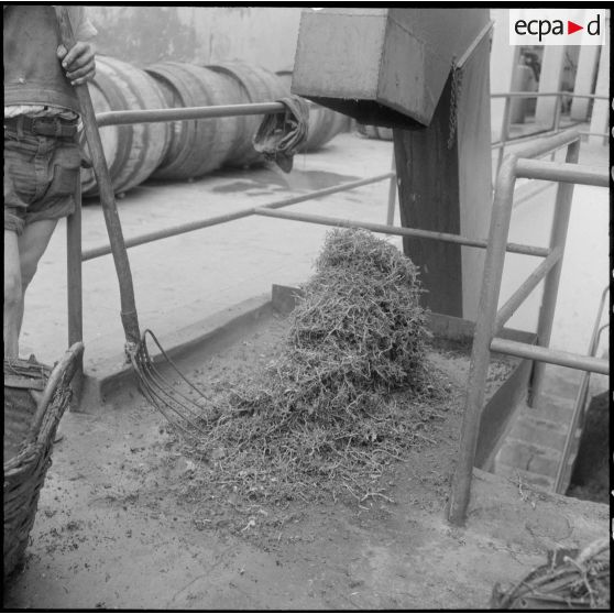 Les grappes sont séparées des grains et rassemblées.