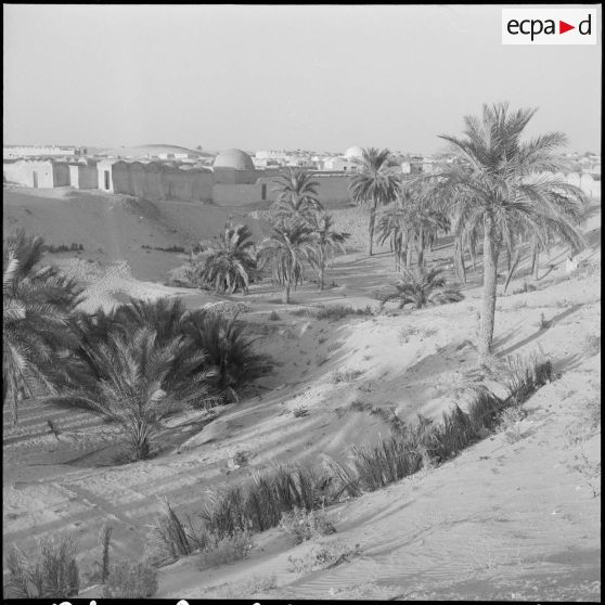 El Oued. Culture de légumes au pied des palmiers.