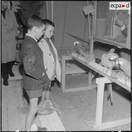Alger. Exposition d'oiseaux. Deux enfants regardent le stand des perroquets et Toucans.