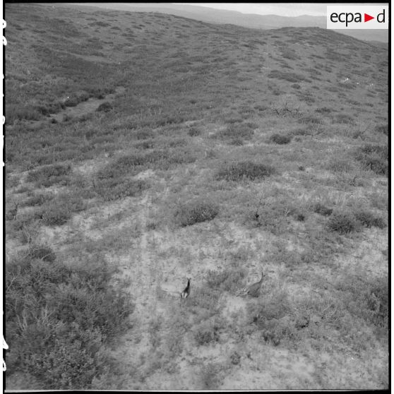 Vue aérienne de Bône.