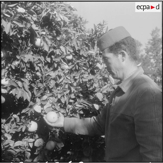 Les Vergers d'Oued-Fodda. Les orangers.