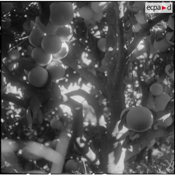 Les Vergers d'Oued-Fodda. Les pomelos groupés par grappe.