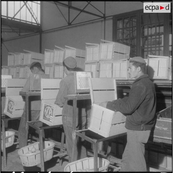 Les Vergers d'Oued-Fodda. Conditionnement des oranges.