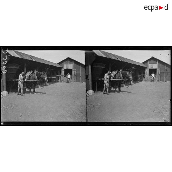 La Maison Blanche (Seine et Oise). Réeducation des mutilés pour l'agriculture. Mutilé attachant un cheval. [légende d'origine]