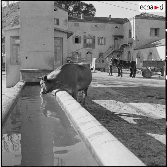 Ferme expérimentale du Kroub. Une vache à l'abreuvoir.