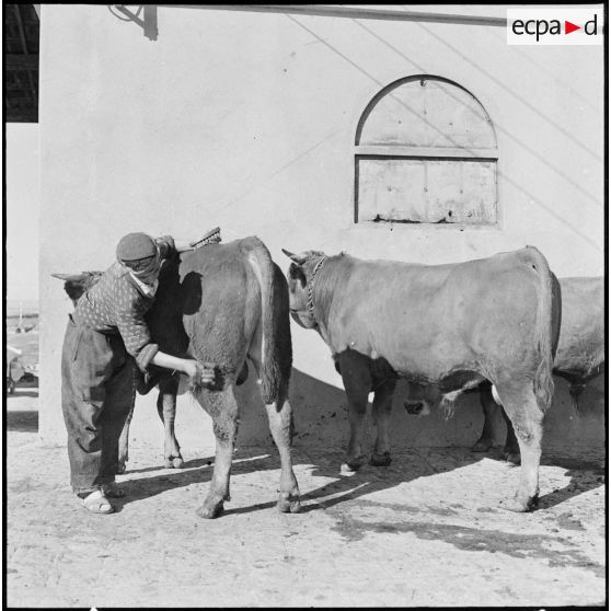 Ferme expérimentale du Kroub. Avant de vendre ces taureaux, le garçon d'écurie les brosse.