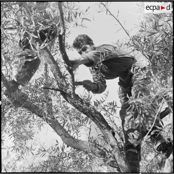 Clinchant. Centre de formation professionnelle agricole (CFPA). Un jeune élève apprend à tailler un olivier.