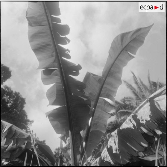 Hamma. Jardin d'Essai. Détail d'une plante.