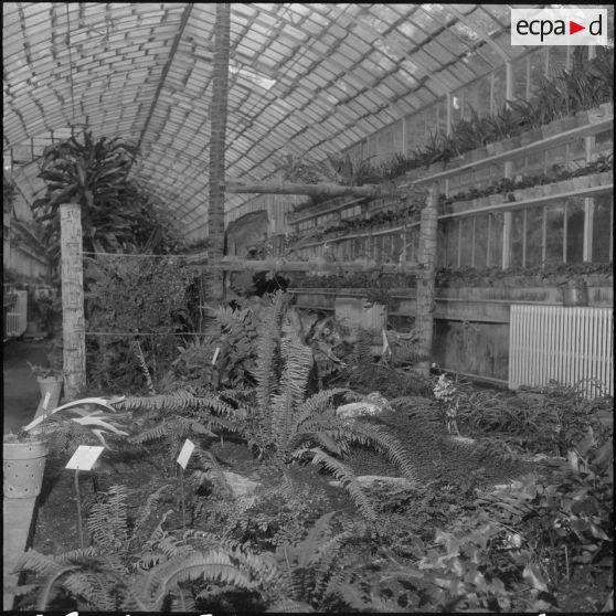 Hamma. Jardin d'Essai. Des plantes sous serre.